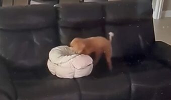 厚さが足りなかった？トイプードルが豪華なベッドを自分で準備！！【アメリカ・動画】
