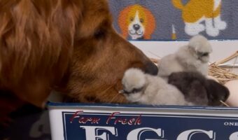今日も元気かな？ヒヨコたちの様子をチェックするゴールデンレトリバー【アメリカ・動画】