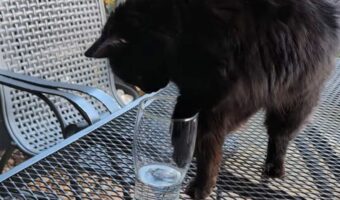 水が飲みたいネコ。グラスにおててを伸ばしても飲めないと気が付き取った手段に驚き!【海外・動画】