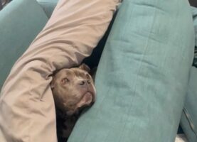 子犬の秘密基地？名前を呼ばれるとソファにできたクッションの山からお顔がぴょこ！【アメリカ・動画】