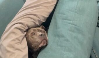 子犬の秘密基地？名前を呼ばれるとソファにできたクッションの山からお顔がぴょこ！【アメリカ・動画】