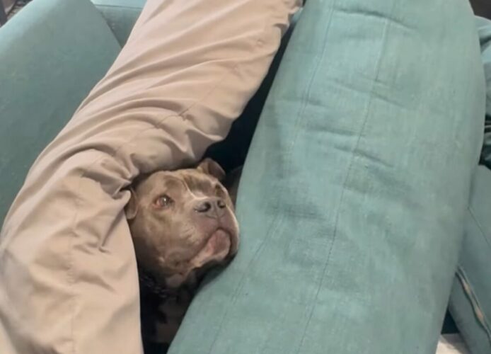 子犬の秘密基地？名前を呼ばれるとソファにできたクッションの山からお顔がぴょこ！【アメリカ・動画】