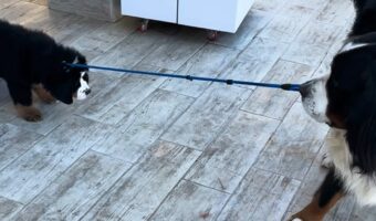 「ねえ、この子おさんぽ行こうとしないんだけど！」リードを引っ張っても子犬が動いてくれないと愛犬が猛抗議？【海外・動画】