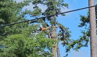 巨木は半伐採も大迫力！その現場はまるでロデオ！？【アメリカ・動画】