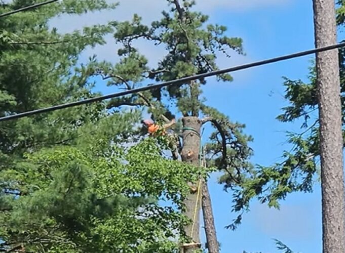 巨木は半伐採も大迫力！その現場はまるでロデオ！？【アメリカ・動画】