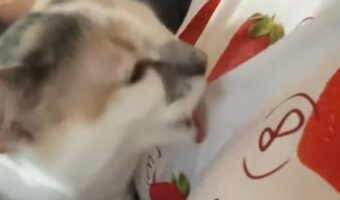 それは食べられないよ!ネコがモグモグするのは・・シャツにプリントされたイチゴ!!【海外・動画】