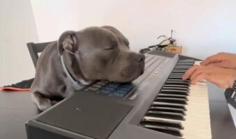 演奏を一番いい場所で聴く愛犬。スタッフォードシャー・ブル・テリアがピアノに頭を乗せてうっとり【海外・動画】