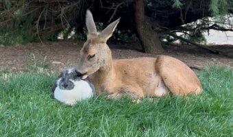 ふたりは仲良し！寄り添うようにくっついて離れないウサギとシカ【海外・動画】