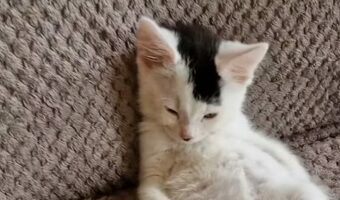 ソファでくつろぐ子猫。ソファでちょこんとしている姿がかわいい!!【海外・動画】