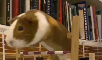 モルモットの障害物競走。世界記録保持者の高跳びがスゴい!!【海外・動画】