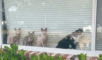 外の様子が気になった？4匹のネコがブラインドの裏に回った！【アメリカ・動画】