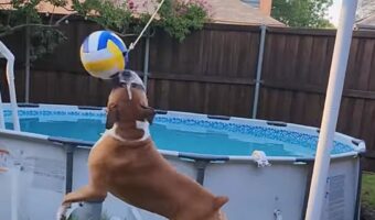 楽しいボール遊び!ボクサー犬はボールのつながったポールの周りを何度もグルグル!!【アメリカ・動画】