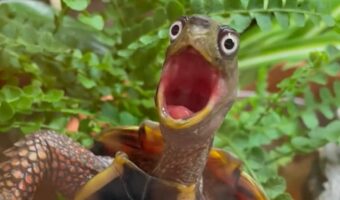 アニメのワンシーン？カメが目を見開いて口をあんぐり・・なにかに驚いた？【海外・動画】