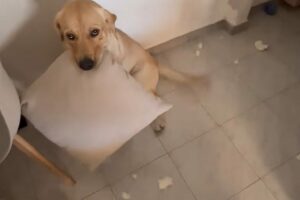 クッションのスポンジがボロボロに散乱してる！？犯人は部屋の隅でじっとしているラブラドール？【海外・動画】