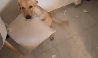 クッションのスポンジがボロボロに散乱してる!?犯人は部屋の隅でじっとしているラブラドール?【海外・動画】