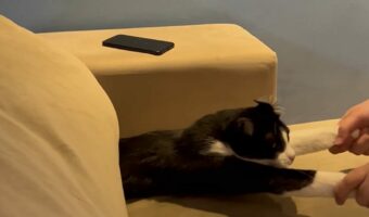 ソファの下からズ~ルズル。潜り込んだネコを飼い主さんが引っ張り出す!!