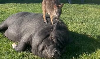 寝ているブタは気にもしていない？ワラビーが体の上に乗っているよ！？