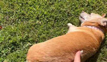 ひなたぼっこ大好き!原っぱに寝転んだ愛犬は飼い主さんにせっつかれても・・起き上がらない!!【アメリカ・動画】
