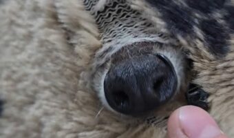 破れてできた穴から出てくる鋭い爪の小さいおててと鼻先。その正体は・・小さなアライグマ!?【海外・動画】