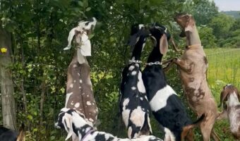 葉っぱ食べ放題にヤギたち大はしゃぎ！みんな生い茂った木の葉か見えてない！？【アメリカ・動画】