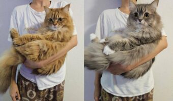 抱っこした時にどこも掴まないネコたち。脱力系なその姿が話題に!「信頼と安心感の証拠」「主様との関係が素敵」