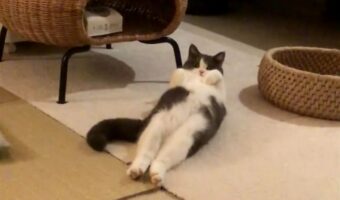 ネコが腹筋をしながら視線を送って来る！？「あんよがピンと伸びててかわいい」「腹筋凄いね〜」