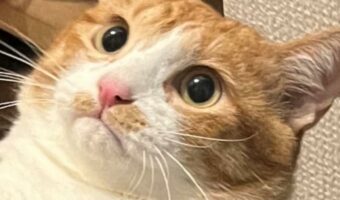 だっこされているネコの表情が話題に!「お口が一文字になってる」「口元がハムッてなっててかわいい」