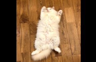 ネコが寝返りを・・・打った？「寝返ってない」「変身のポーズ」