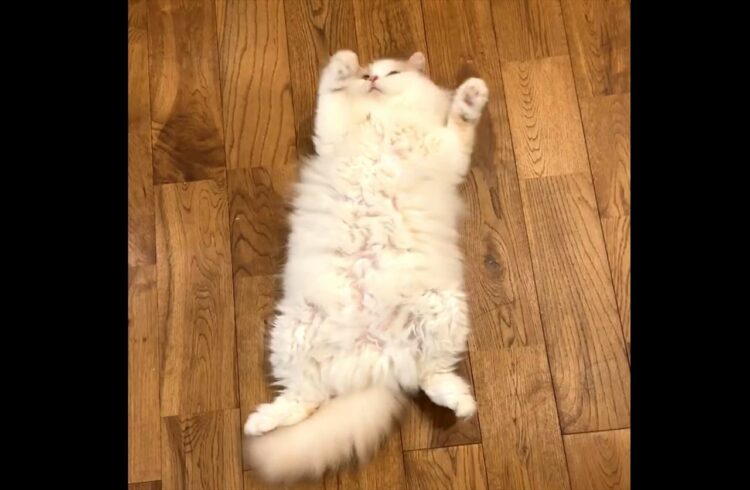 ネコが寝返りを・・・打った？「寝返ってない」「変身のポーズ」