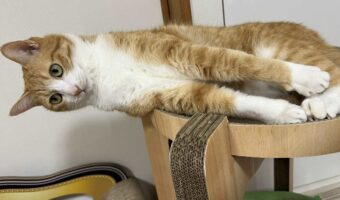 落ちそうで落ちない！？真横にピーンと伸びているネコが話題に「すごい筋力なのに無の表情」「写真が横向きなのかと思いました」