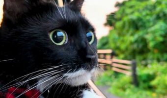 ネコがドライブで目をキラキラに！「ワクワクがめっちゃ伝わる〜」「まん丸のキラキラおめめ」