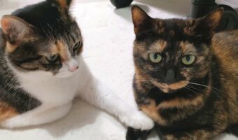 ネコたちがおててを繋いでいる!とうとい光景が話題に「2匹とも美人にゃ~」「幸せハッピー」