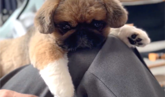 プリンプリンしているペキニーズのおててが話題に！「ぬいぐるみみたい」「ここにしかない栄養分がある」