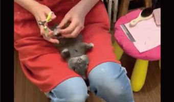 爪切りをしてもらうウサギ。おとなしくしている様子に反響！「おとなしくしていてエライ」「かわいすぎて驚いた」