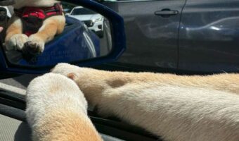 柴犬のちょこんと前にそろえたおててがかわいい!「腕だけで尊い」「モフモフしてかわいい」