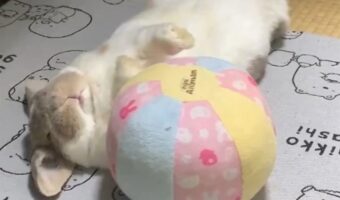 ウサギがごろん。仰向けになってくつろいでいる姿に「いえいえ中には人間が・・・」「くたびれたおじさん入ってますね」