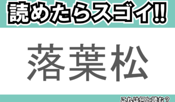【読めたらスゴイ！】「落葉松」とは一体何のこと！？紅葉シーズンに美しい黄葉を見せてくれる木ですが・・・この漢字を読めますか？