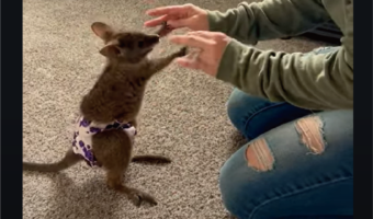 おむつをしたボクサー?ワラビーの赤ちゃんは腕前もかわいさも世界王者級!【アメリカ・動画】