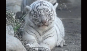 寝落ちしたホワイトタイガーの赤ちゃんがかわいすぎると話題に「見てるこっちも眠たくなります」「とってもかわいい」