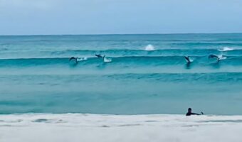 波に乗るのはサーファーだけじゃない！？イルカの群れも波に乗って現れた！！【海外・動画】