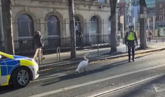警官たちがゆっくり道案内。エスコートするお相手は・・白鳥!?【海外・動画】