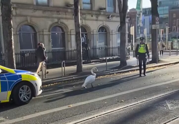 警官たちがゆっくり道案内。エスコートするお相手は・・白鳥！？【海外・動画】