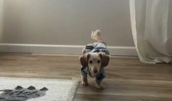 服に違和感?「おいで」と呼ばれたダックスフンドが取った不思議なポーズ!!【アメリカ・動画】