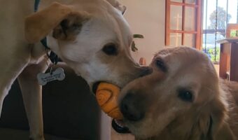 ボールを取り合う愛犬たち!どちらも譲らず・・固まっちゃった!!【海外・動画】