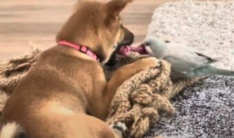 オモチャを巡る壮絶なバトル!必死に引っ張る小鳥VS気のないイヌ