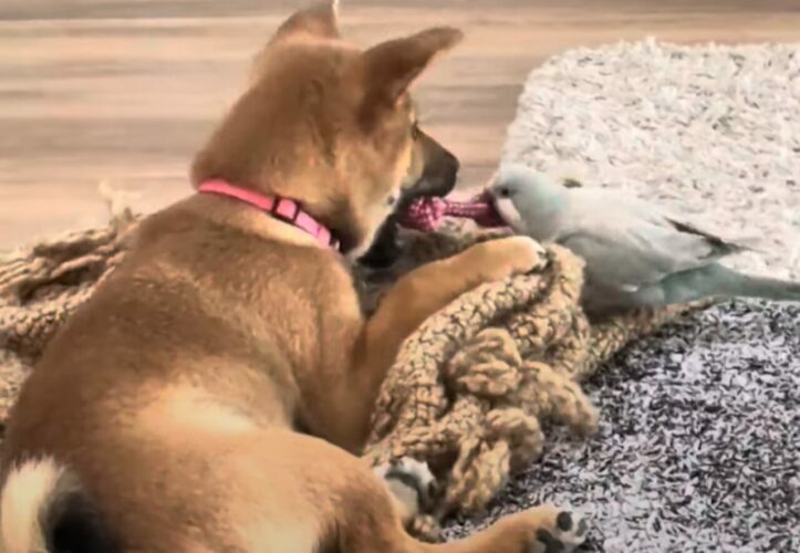 オモチャを巡る壮絶なバトル！必死に引っ張る小鳥VS気のないイヌ