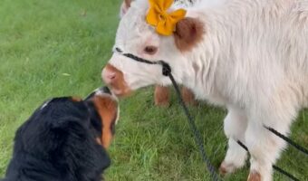仔牛とイヌがキス!みんな仲良しでほっこり【アメリカ・動画】