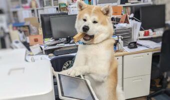 秋田犬は仕事中！？コピーを取る姿に「貫禄たっぷりでかっこいい」「くわえおやつで仕事」