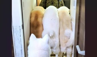 帰宅したパパさんをお出迎えする秋田犬たち。盛大な歓迎ぶりに「なんて贅沢な後ろ姿」「パパが通る隙間がない」