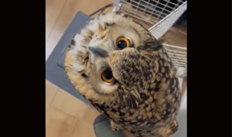 「激かわよ・・・」飼い主さんを見上げるベンガルワシミミズクがかわいすぎる!